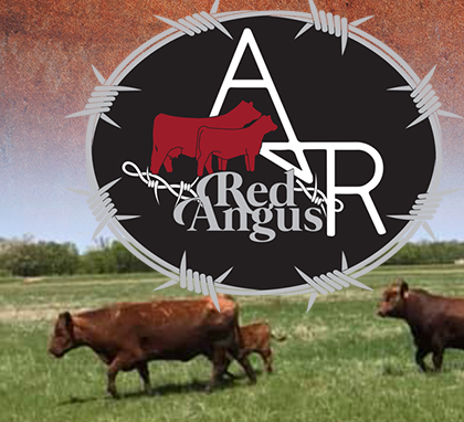 A&R Red Angus