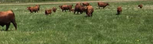 A&R Red Angus